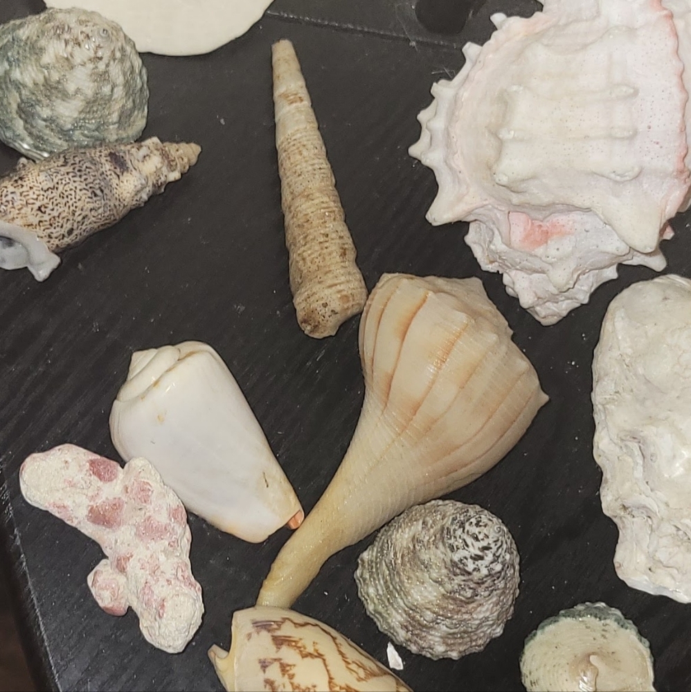 Natural Sea Shell assortment - Picture 2 of 5